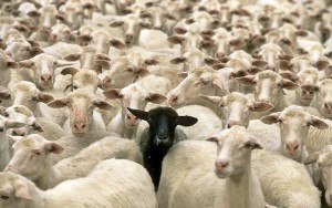 Be the black sheep in your industry - Stand Out